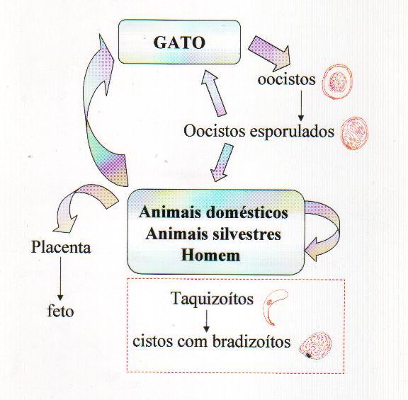 Toxoplasma