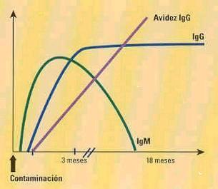 Toxoplasma gondii - Diagnóstico Exames indiretos