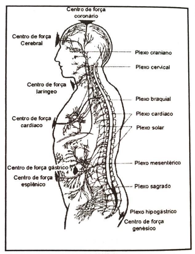 No corpo físico, esses locais são chamados de plexos, pela proliferação de verdadeiros emaranhados de redes nervosas.