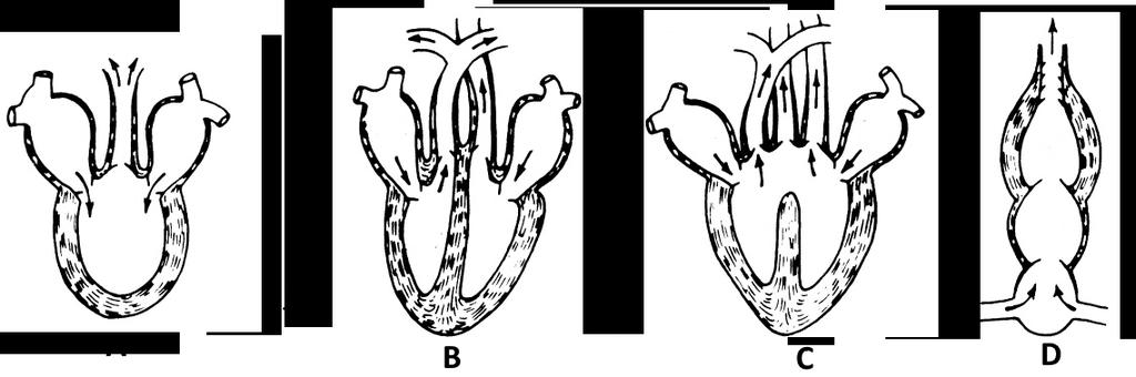 8. O desenho abaixo mostra o coração de 4 diferentes grupos de vertebrados. 1 2 8.1. Indique a ou as letras dos esquemas que podem corresponder a 8.1.1. Uma circulação dupla incompleta 8.1.2. Uma circulação simples 8.