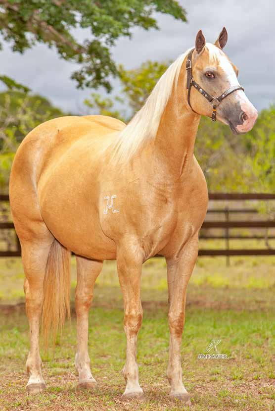 Lote 19 ETERNAL STEEL SHADY STEEL SLN HARDROCK ROJO JR EBB TIDE BAR THUNDER CHIFF MISS LASSIE FRED S KITTEN SILVER APOLO BAR TINA BERRO PRINCIPE ROJO LADY TOP BID DOUBLE BULL LASSIE BADGE P+ SILVER