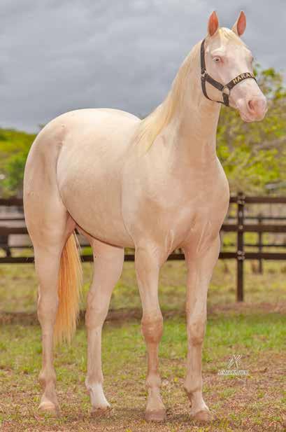 Lote 22-A DONALD WILD FGG RG EM ANDAMENTO M CR 20/05/17 VENDEDOR: HARAS GG SILVER WILD SLN (ROXAO) DON SILVER STEEL HJG LIBERTY STEEL SLN DON DIEGO BARS YELLOW DIEGO HJG MISS PEPPY ALAMITOS P.F. TRABALHO 2020 - VAQUEJADA 2021.