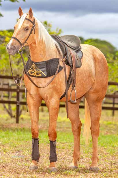 PARA: PRINCESA SUS SVM, 95 PNTS DE RMT, CAMPEÃ DO DERBY ABQM EM 2017; MISS FAILAS DASH, 68 PNTS DE RMT, RESERVADA CAMPEÃ DO POTRO DO FUTURO ABQM EM 2008; BEIJOCA SUS INT, 43,75 PNTS DE RMT; LELE SUN