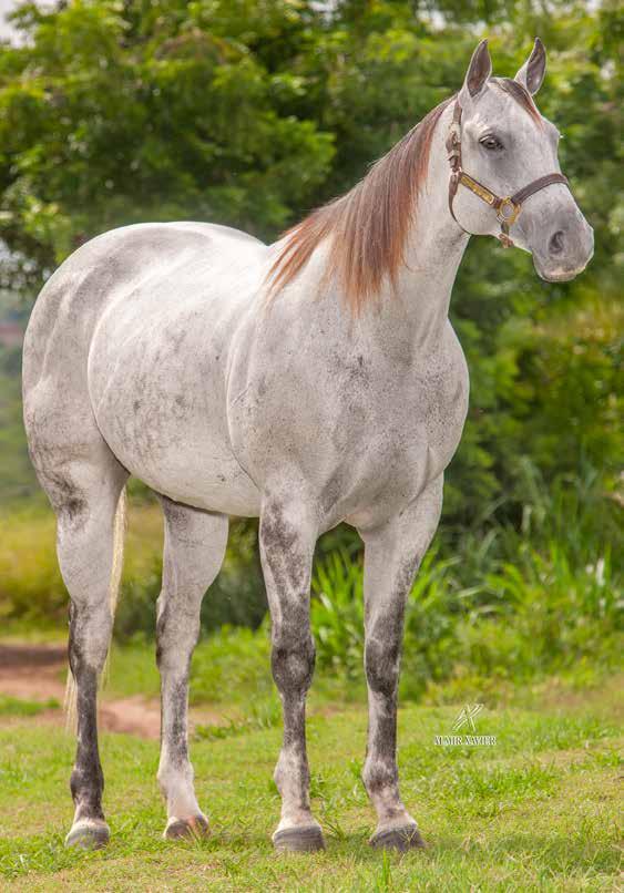 Lote 25 ZORRERITA MOON PMS P163797 F T 14/05/12 VENDEDOR: LUCIANO SALDANHA QUENTAO ZORRERO GOOC MISS TAYLOR DECK PS EL SHADY ZORRERO GO GALA BARS EL SADAT SF BARCACA CVF SHADY LEO EL ANNIE BELL MILK