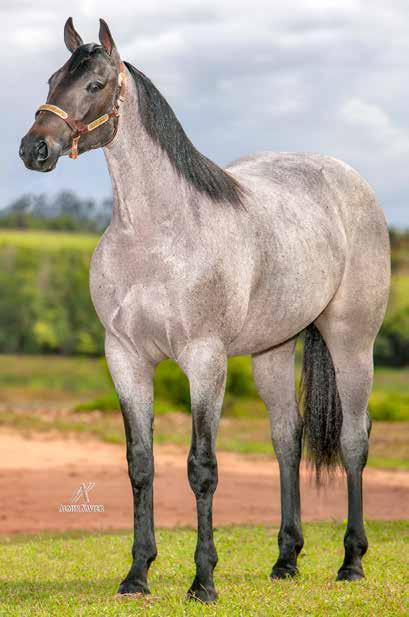 Lote 39 ROSE RUBY CAT P251782 F R 10/04/17 VENDEDOR: HARAS SANTA TEREZINHA APOLLO VM NEW APOLLO VERDE INARA VISTA PEPTO RUBY CAT LADY RUBY CAT LITTLE LADY HAGAN P.F. TRABALHO 2020 - VAQUEJADA 2021.