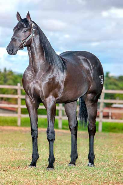 PRODUTOR DOS CAMPEÕES DE VAQUEJADA, CELEBRITY ROJO, 13,5 PNTS DE RMT; NANA BINGO HASP, 9 PNTS DE RMT; VITORIA ROJO, 6 PNTS DE RMT; LEGEND BINGO HASP, 6 PNTS DE RMT; LIGHT ROJO, 3 PNTS DE RMT;