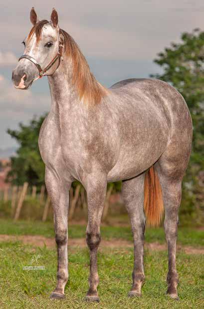 Lote 45 MISS ZORRERITA ROXA P262180 F T 08/07/17 VENDEDOR: GRUPO PONTO CERTO SILVER WILD SLN DOM ROXAO ETERNALADY ETERNALY BARS HJG EL TWO EYED LA ZORRA BELE HAP O LENA CHICK WILD DASH SLN DORINHA