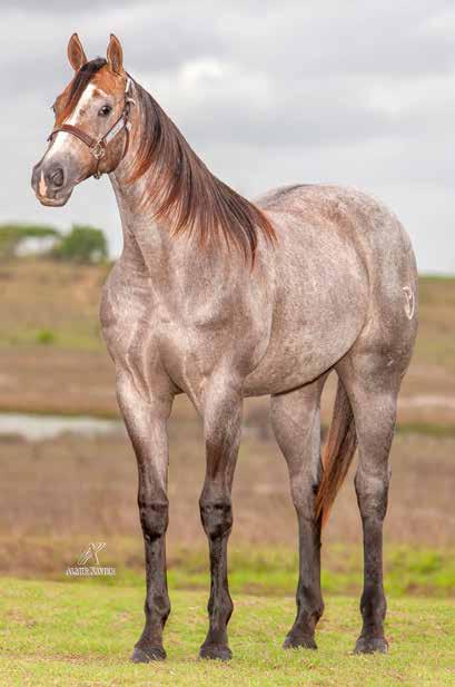 Lote 07 HJP LUNA LASHADY P273061 F T 22/10/17 VENDEDOR: HARAS JP EL SHADY ZORRERO LITTLE EL SHADY VT SWEET LITTLE PEPPY DASHIN IS EASY(USA) HENRYETTA DASHIN HENRYETTA CHARGE SHADY LEO EL ANNIE BELL