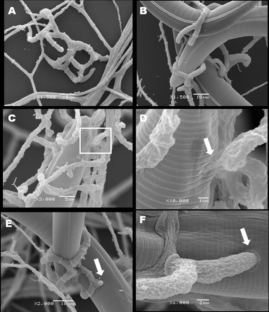 107 FIGURA 1: Microscopia eletrônica de varredura do processo de formação de armadilhas e interação do fungo nematófago Artrobotrys conoides com larvas infectantes (L3) de Haemonchus sp em superfície