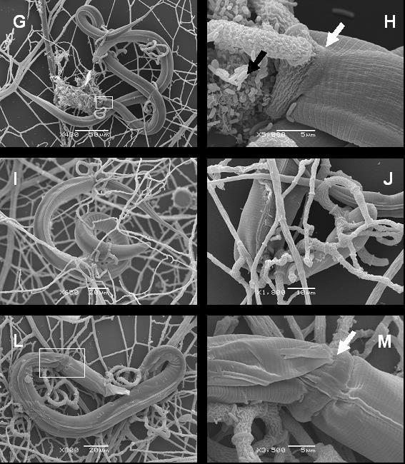 FIGURA 2: Microscopia eletrônica de varredura do processo de formação de armadilhas e interação do fungo nematófago Arthrobotrys conoides com larvas infectantes (L3) de Haemonchus sp em superfície de