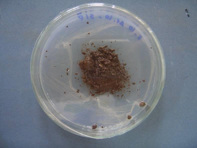 57 FIGURA 2: Fotografia mostrando a forma de isolamento de fungos com atividade predatória de nematóides em amostras de solo em placas de Petri contendo ágar-água 2%. 3.
