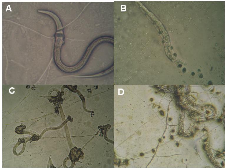 60 160X 160X 100X 160X FIGURA 3: Fotomicrografia de fungos isolados do solo em ágar-água 2% mostrando a atividade predatória contra nematóides de vida livre do gênero Panagrellus sp.