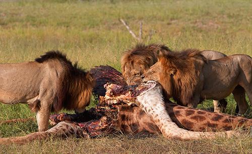 Os restos que deixam são depois devorados por hienas e abutres que disputam entre si o alimento. Intraespecíficas se ocorrem entre indivíduos da mesma espécie.