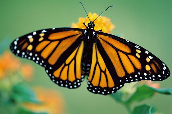 evitam predar a borboleta monarca por possuir um sabor