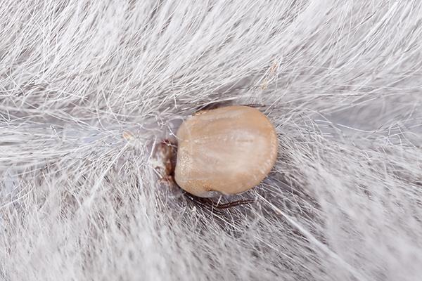 Parasitas, como as carraças ou as pulgas, que vivem sobre o corpo do hospedeiro, são chamados