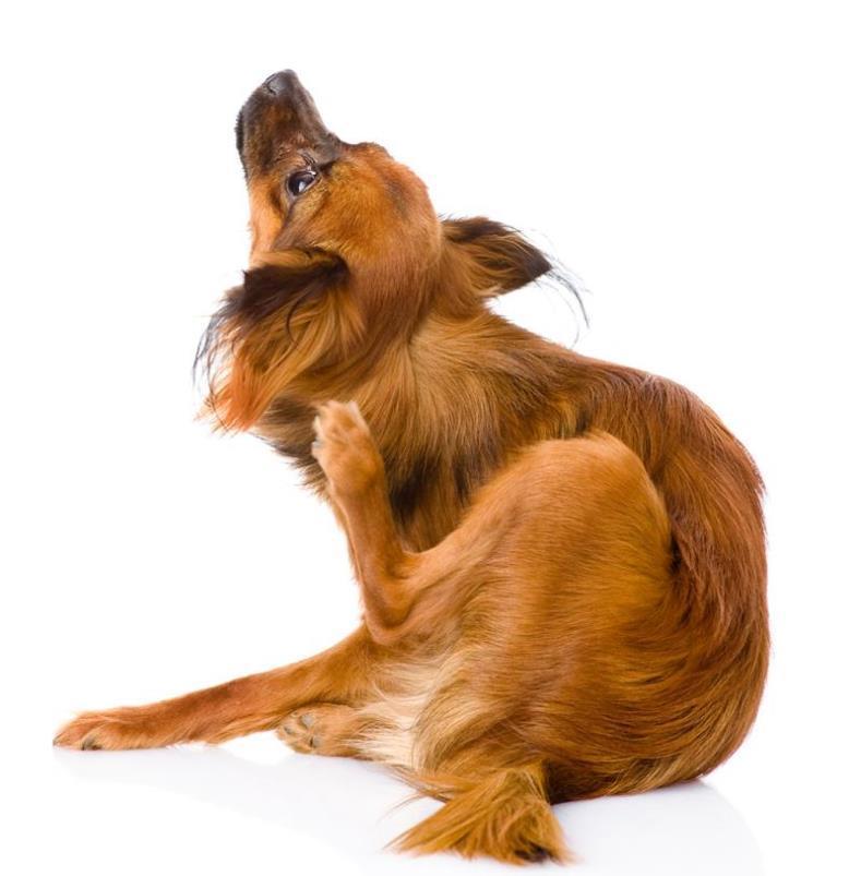 Fatores bióticos Os cães podem ser infestados por pulgas e carraças que perfuram a pele e se alimentam do seu sangue.