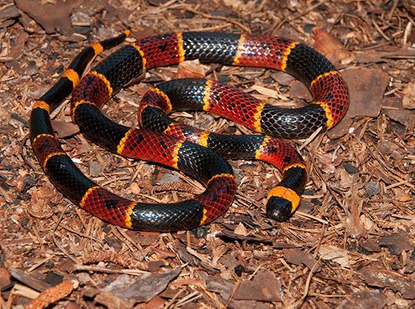 cobra-coral não produz veneno mas assemelha-se à cobra-coral para dissuadir os predadores.