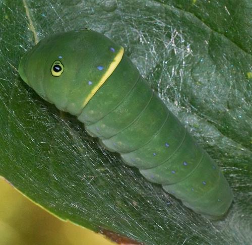 presas Mariposa Lagarta