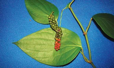 As espigas apresentam tamanho médio de 9,0 cm, repletas de frutos em condições ambientais favoráveis (Figura 1 E).