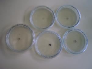 (E) Filtrado de cultura autoclavado após a filtragem e separação do micélio crescido durante 28 dias. 2.2.5. Avaliação da fitotoxicidade do filtrado da cultura de F. solani f. sp.