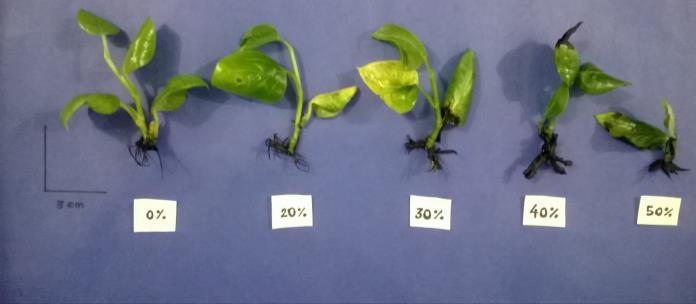 Para os dois genótipos foram observados alterações na morfologia e redução do crescimento das raízes e do caule a partir da concentração de 20% do filtrado fúngico.