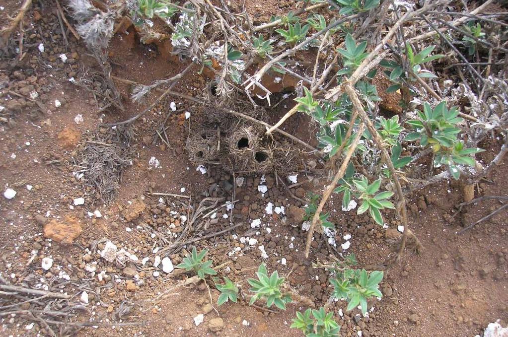 4 Foto: Fabiano Oliveira Figura 2. Aspecto geral de um olheiro da formiga boca-de-cisco, Acromyrmex balzani, mostrando resíduo do produto, aplicado em sachê. Fazenda Ceral. Lençois-BA. 2016.