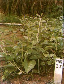 RECURSOS GENÉTICOS DE HORTALIÇAS NA AMAZÔNIA Nome Científico: gêneros Amaranthus, Celósia e Basella Nome popular: Origem: