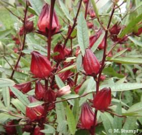 RECURSOS GENÉTICOS DE HORTALIÇAS NA AMAZÔNIA Nome botânico: Hibisco sabdariffa var.