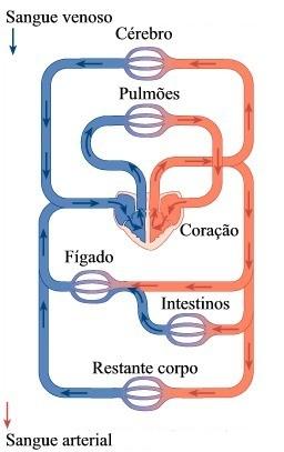 referidos anteriormente à circulação sanguínea é