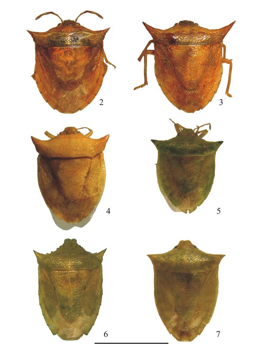 105 Figs. 2-7. Facies das espécies do gênero: 2, Thoreyella paraiba sp. nov. 3, T.