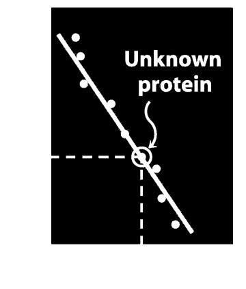 calibração proteína