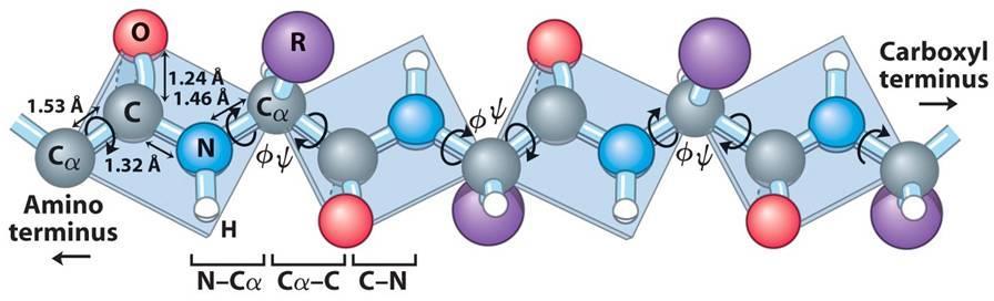 de aminoácidos R O R C-terminal C N C C N C C C