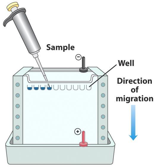Eletroforese: SDS-PAGE Amostra catodo poço direção de migração proteínas