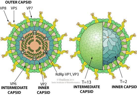 classificação do genoma completo foi desenvolvido para as cepas do rotavírus.