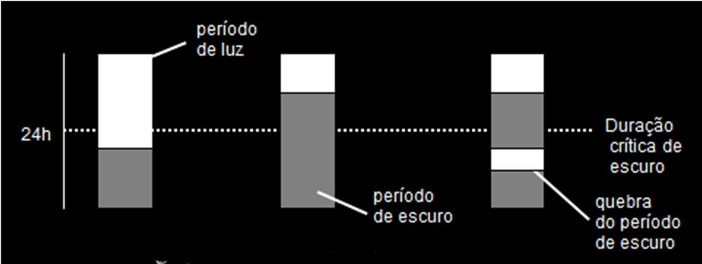 Fitocromos sob condições naturais Em condições naturais, a luz do sol contém comprimentos de onda tanto na faixa do vermelho quanto do vermelho extremo, no entanto é