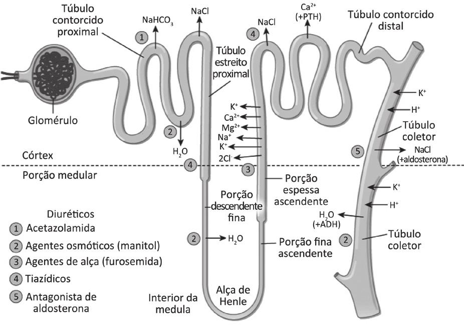 Comentários Nefrologia Anatomia e fisiologia renal Questão 1.