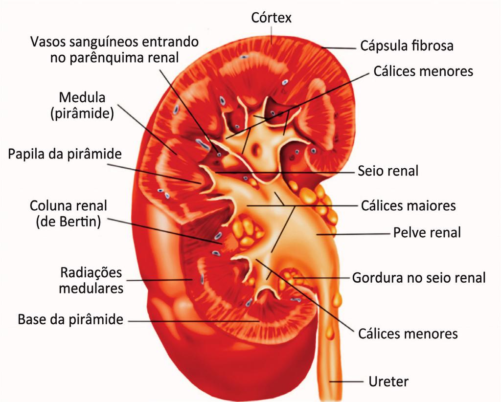 Na porção central do rim, chegam os nervos e vasos renais; essa área é conhecida como hilo renal.