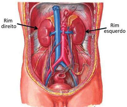 anatomia e fisiologia renal 19 A função primordial dos rins é filtrar os produtos da degradação metabólica e o excesso de sódio e de água do sangue e auxiliar na sua eliminação do organismo.