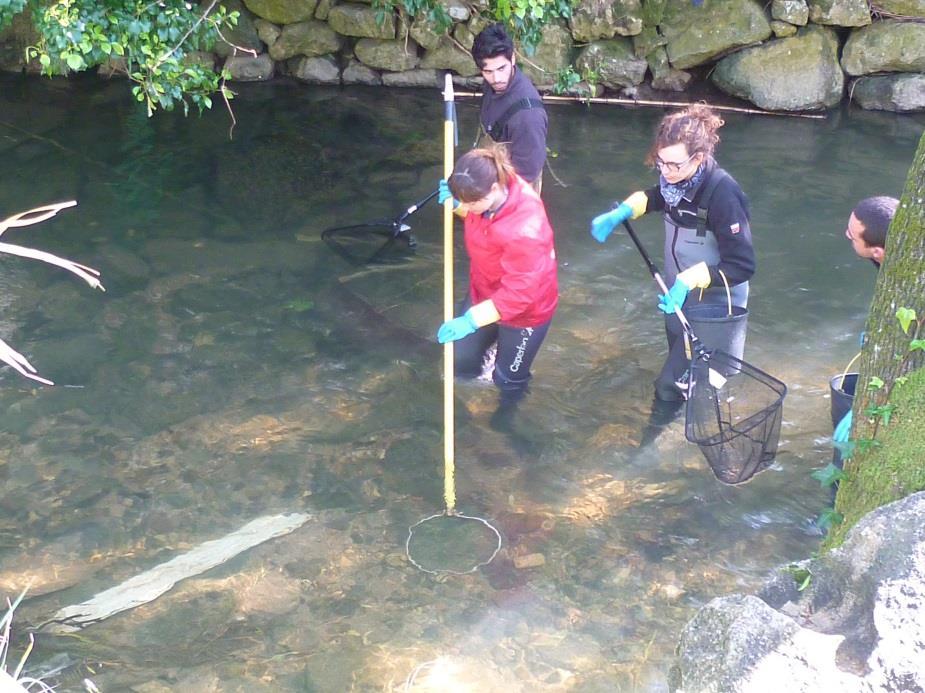 Figura 5 - Operação de pesca elétrica na ribeira das Vinhas Os indivíduos capturados foram mantidos em baldes de plástico com água proveniente da própria ribeira e amostrados imediatamente após a