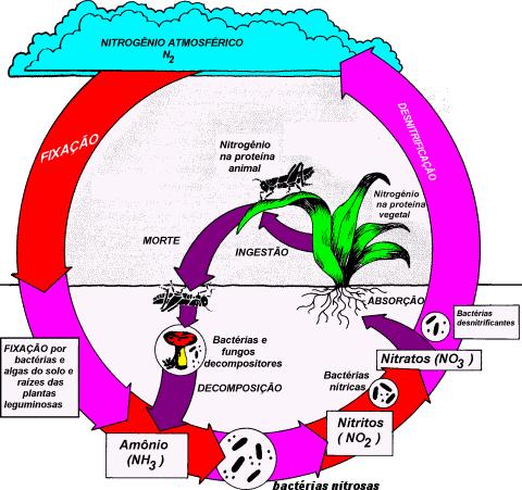 Atmosfera Ciclo do nitrogênio Espécies de N 2 (inertes) e NOx (associados a problemas ambientais) N 2 - Espécie mais abundante da atmosfera - Não é aproveitado pelos seres vivos NESTA FORMA (exceção