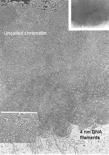 DNA na Intérfase DNA menos condensado (forma de cromatina)