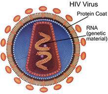 Estrutura dos Vírus HIV Capsídeo (Ptns`s virais) Contem Ácido Nuclêico (RNA