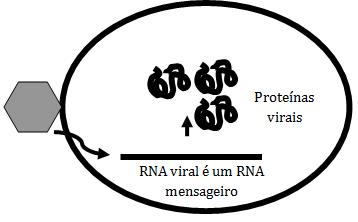 REPLICAÇÃO VIRAL - ESTRATÉGIAS Vírus de RNA de cadeia simples positiva ou RNA(+) servem diretamente como RNAm!