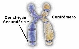 Cromossomos Constricções cromossômicas Primárias