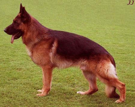 3 3 EPIDEMIOLOGIA A DCF, a mais comum alteração articular na espécie canina, associada a frouxidão articular (figura 1), é essencialmente bilateral e ocorre igualmente em machos e fêmeas (TORRES et