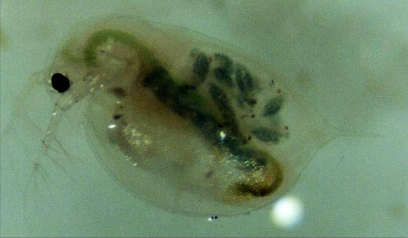 TOXICIDADE AGUDA PARA Daphnia similis (Cladocera,