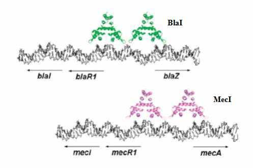 Figura 6 - Representação esquemática das proteínas BlaI e MecI envolvidas na expressão de β-lactamase e PBP2a, respectivamente. Fonte: CHA et al. 2007 (adaptado) 3.4.