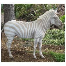 Zebra (26.