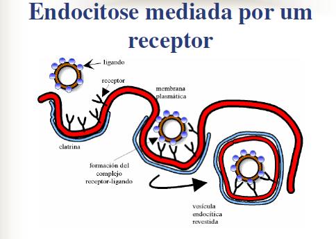 Endocitose mediada por receptor Algumas membranas possuem uma região especial para a endocitose, essa região é recoberta por um filamento chamado clatrina e é chamada depressão revestida.