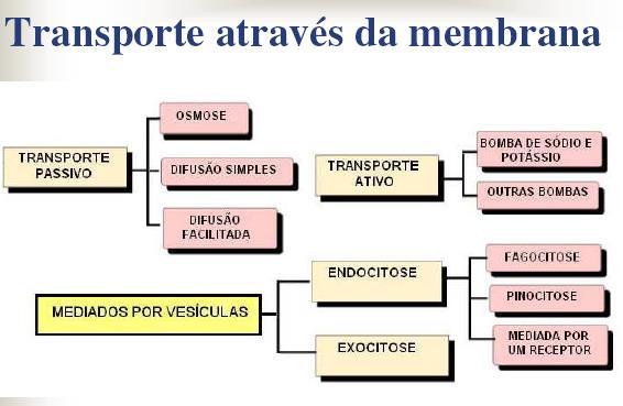 PERMEABILIDADE DA MEMBRANA A membrana plasmática seleciona as moléculas que podem atravessá-la. O critério de seleção das moléculas está baseado no tamanho das moléculas e na carga elétrica.